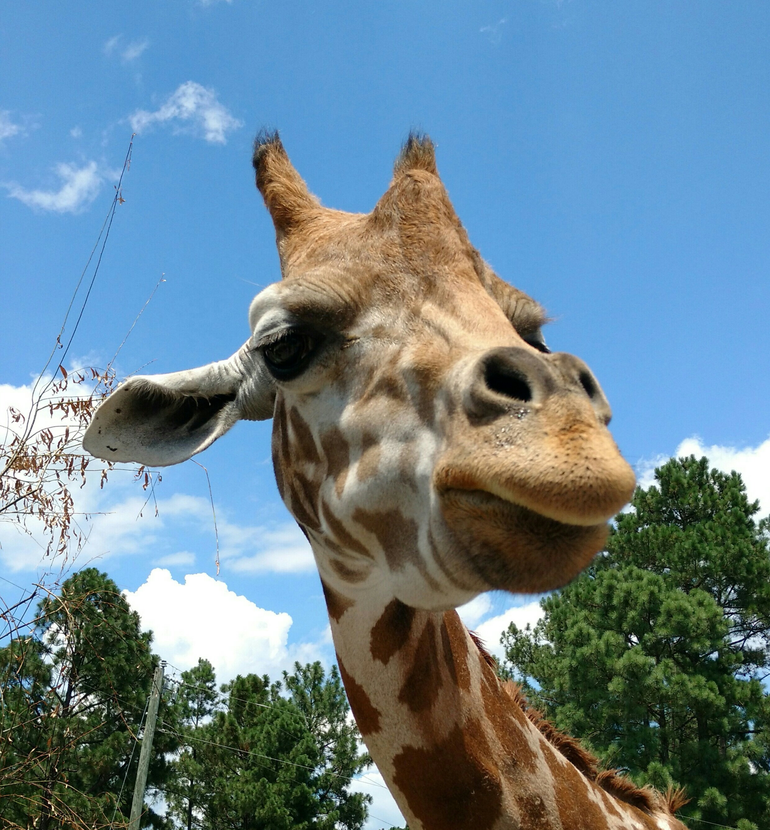 GiraffeHeadShot