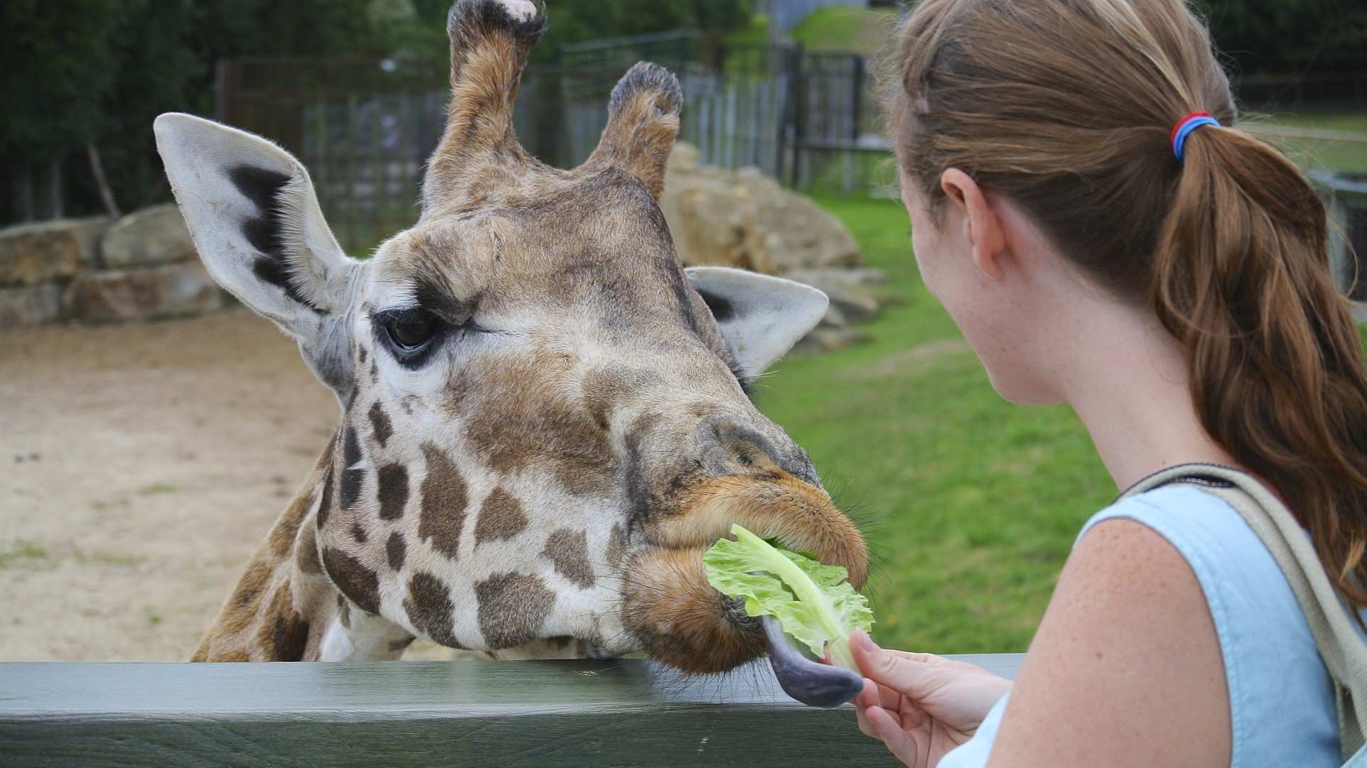 feeding_the_giraffe_at_longleat_28965770701429
