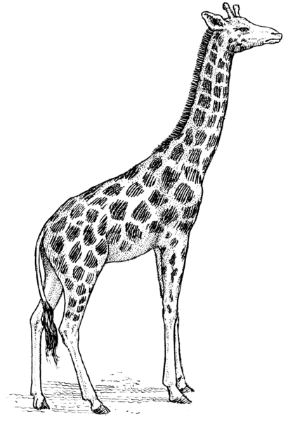 Giraffe-Sketch