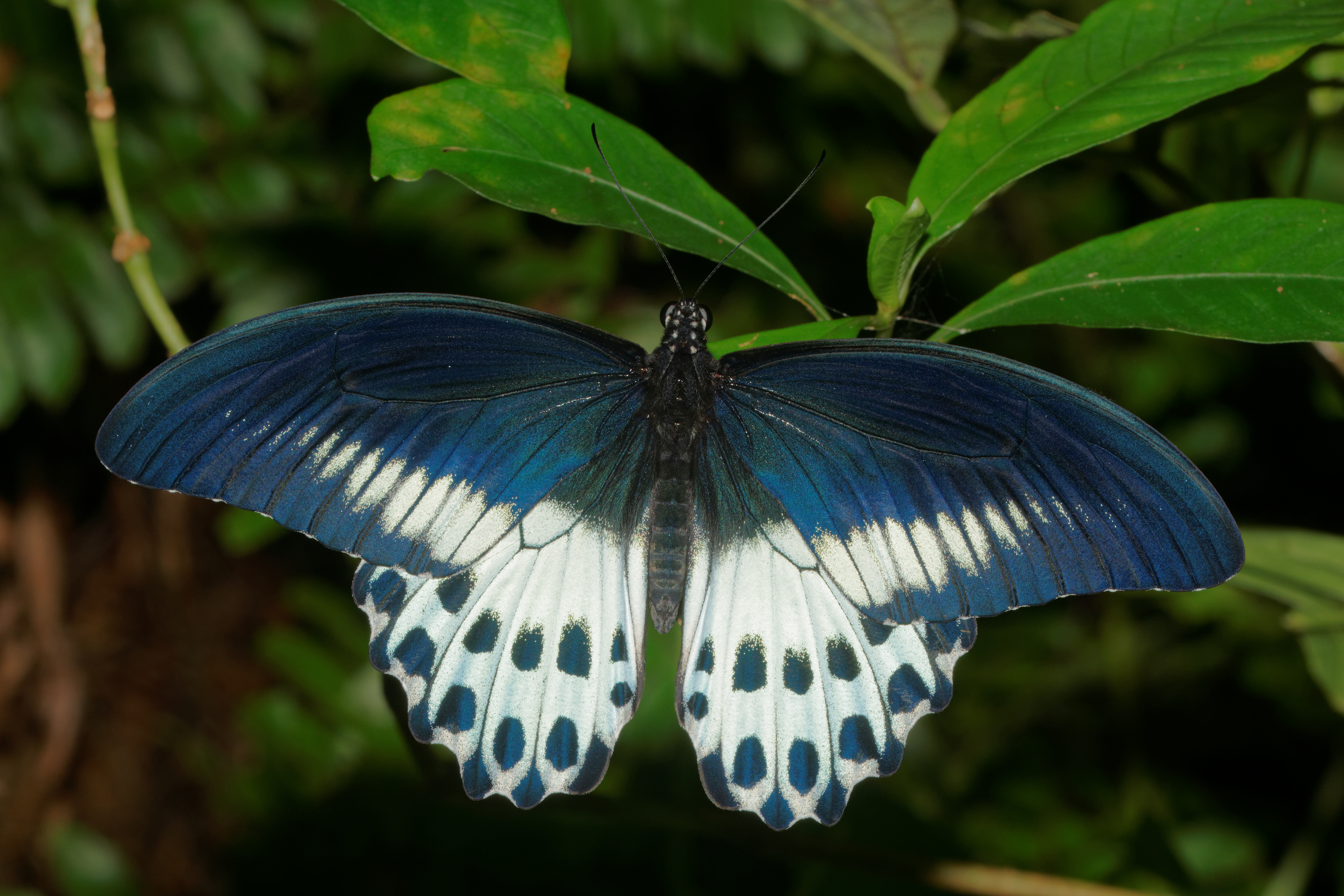 papilio_polymnestor-kadavoor-2016-07-27-002