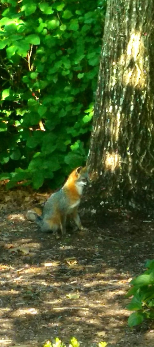 FoxStandingUpUnderTree