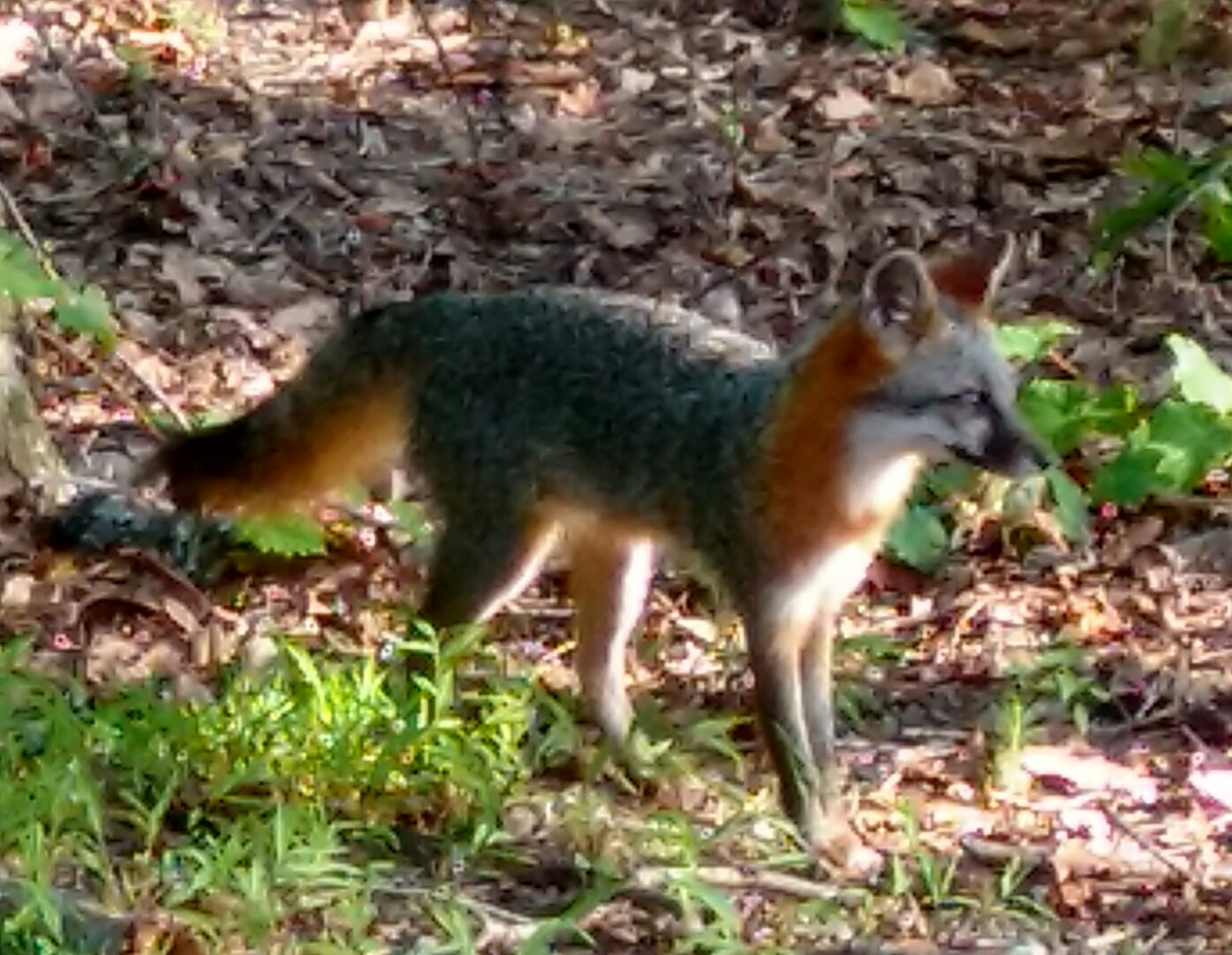 FoxLookingAway