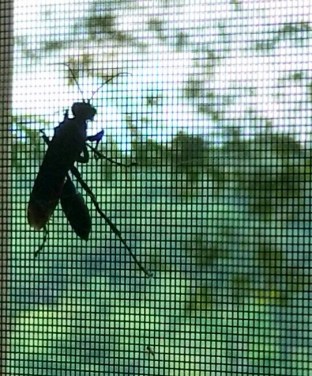 GadflyBarriers2Green